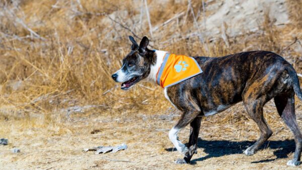 Orange Dog Bandana. Hi Visibility Reflective Blaze Orange Bandana for Large and Small Pets. Safety Accessories for Walking Camping and Off Leash Exploration. - Image 3