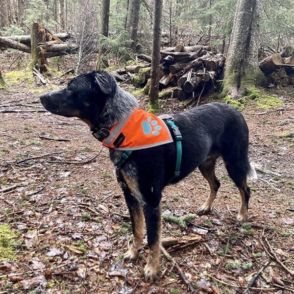 Orange Dog Bandana. Hi Visibility Reflective Blaze Orange Bandana for Large and Small Pets. Safety Accessories for Walking Camping and Off Leash Exploration. - Image 4