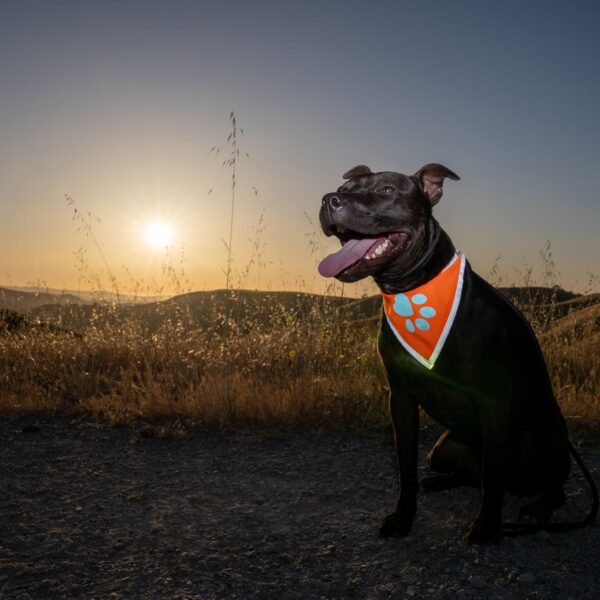 Orange Dog Bandana. Hi Visibility Reflective Blaze Orange Bandana for Large and Small Pets. Safety Accessories for Walking Camping and Off Leash Exploration. - Image 5