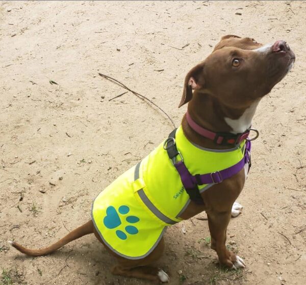 Dog Reflective Vest Sizes to Fit Dogs 14 lbs to 130 lbs    Hi Vis Safety Vest Keeps Dogs Visible On and Off Leash in Both Urban and Rural Environments. (X Small) - Image 5