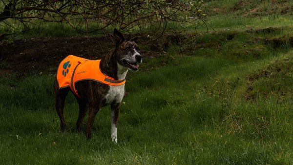 Soft shell Waterproof Dog Vest. Hi Visibility Reflective Jacket with Light Fleece Lining. Ideal in Cooler Climates. Blaze Orange Fabric Protects Your PUP Near Hunting Grounds & Off Leash - Image 7