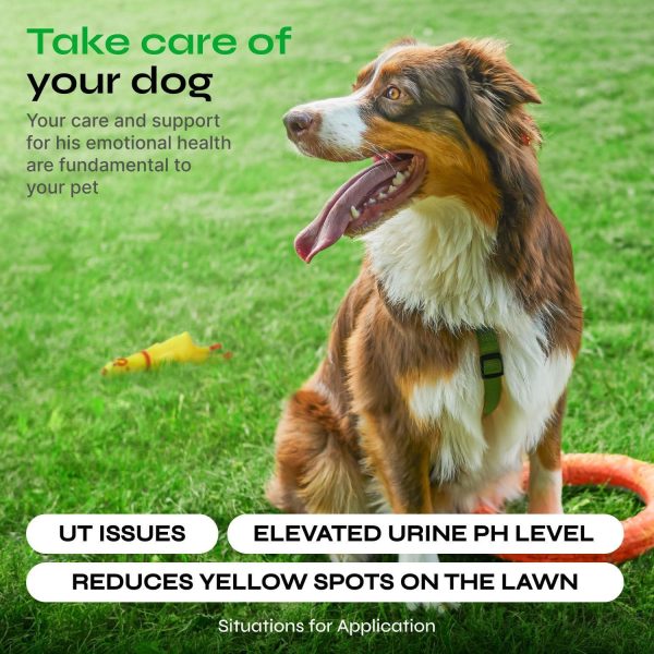 Dog Urine Neutralizer for Lawn   Grass Burn Spot Chews for Dogs   Dog Pee Grass Spot Saver   Green Lawn Treats with Enzymes   Digestive and Gut Health Support Chews   Canine UTI Support Supplement - Image 4