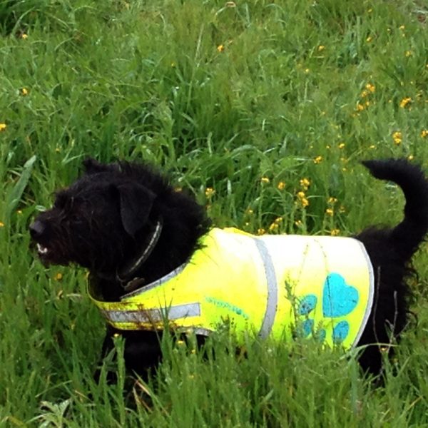 Dog Reflective Vest Sizes to Fit Dogs 14 lbs to 130 lbs   SafetyPUP XD Hi Vis Safety Vest Keeps Dogs Visible On and Off Leash in Both Urban and Rural Environments Neon Yellow - Image 3