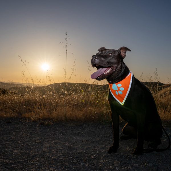 Orange Dog Bandana. Hi Visibility Reflective Blaze Orange Bandana for Large and Small Pets. Safety Accessories for Walking Camping and Off Leash Exploration. - Image 3