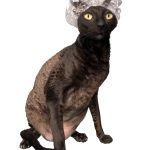Kotomoda 20 Shower Caps for Sphynx Cats and Other Hairless Cats in a Tin Gift Box