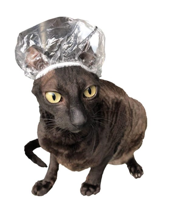 Kotomoda 20 Shower Caps for Sphynx Cats and Other Hairless Cats in a Tin Gift Box - Image 2