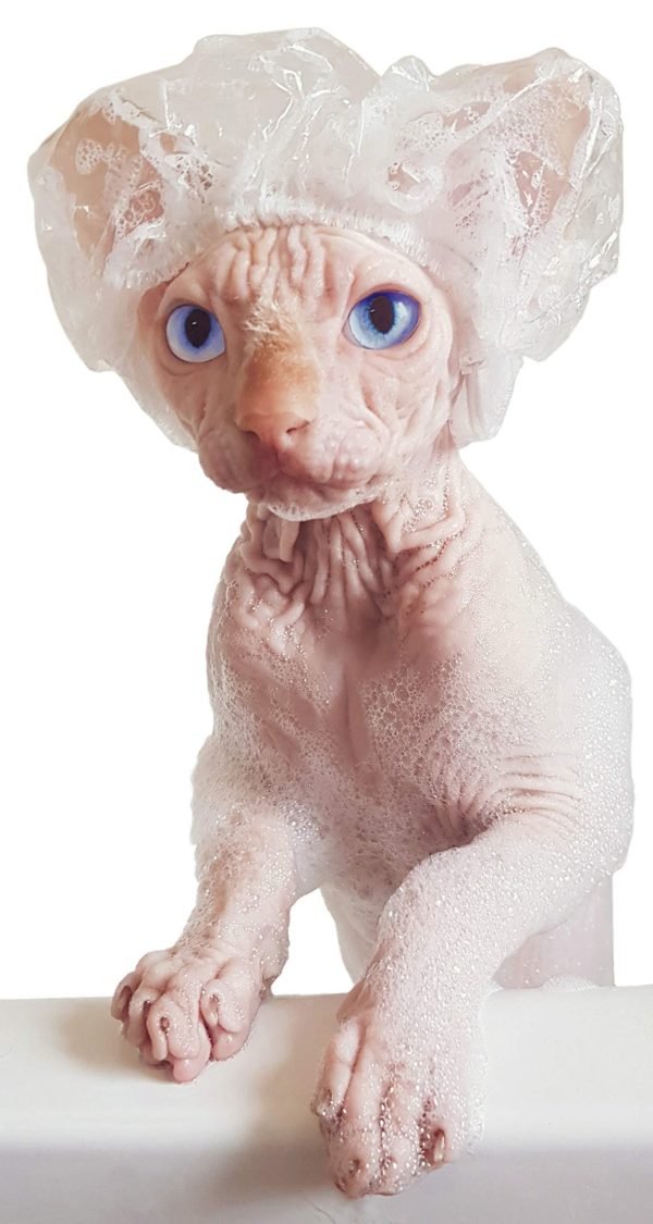 Kotomoda 20 Shower Caps for Sphynx Cats and Other Hairless Cats in a Tin Gift Box - Image 5