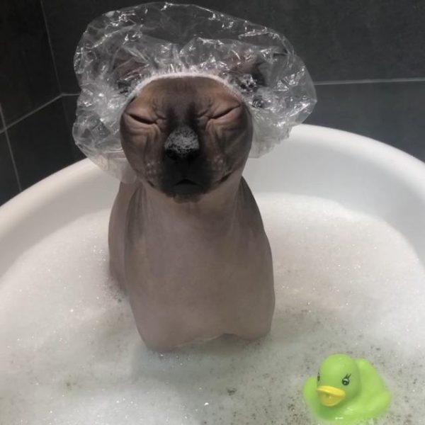 Kotomoda 20 Shower Caps for Sphynx Cats and Other Hairless Cats in a Tin Gift Box - Image 7