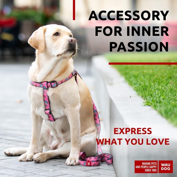 Nylon Dog Leash for Small Dogs and Medium Dogs 4 Ft   Strong Dog Leash for Large Dogs   Heavy Duty Dog Leashes for Large Breed Dogs & Puppy Leash for Small Boy & Girl Dogs - Image 2