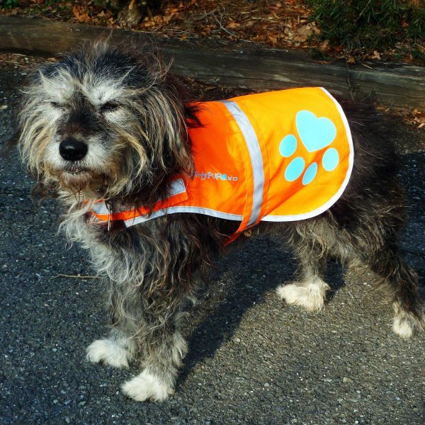 Reflective Dog Vest. Hi Visibility Fluorescent Blaze Orange Dog Vest Helps Protect Your Best Friend. Safeguard Your PUP from Motorists & Hunting Accidents On or Off Leash. (Small) - Image 7