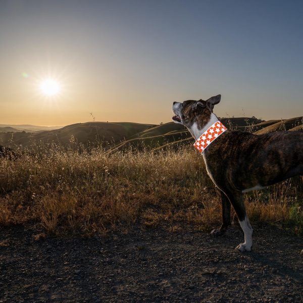 Reflective Dog Collar. Fluorescent Blaze Orange with Adjustable Fastener for Small Medium & Large Pets. High Visibility Dog Products to Safeguard Your PUP from Motorists & Hunters. - Image 4