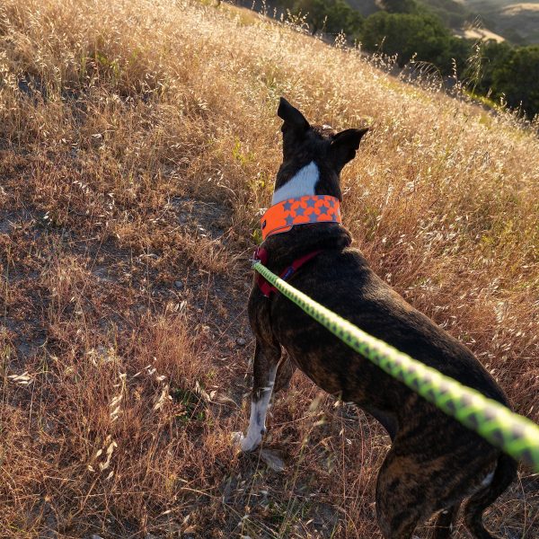 Reflective Dog Collar. Fluorescent Blaze Orange with Adjustable Fastener for Small Medium & Large Pets. High Visibility Dog Products to Safeguard Your PUP from Motorists & Hunters. - Image 8