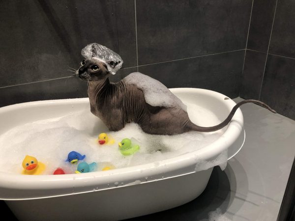 Sphynx cat Shampoo for Naked and Hairless Cats 120 ml with Foam Pump - Image 6